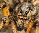 A tarantula, uzun bacaklar tüyler dolu büyük bir örümcek
